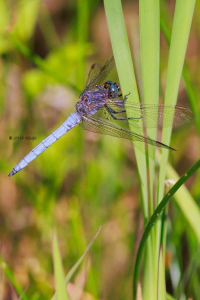 BR8A3883-Beekoeverlibel-Orthetrum-Coerulescens-Keeled-Skimmer-Kleiner-Blaupfeil-Orthetrum-bleuissant_1