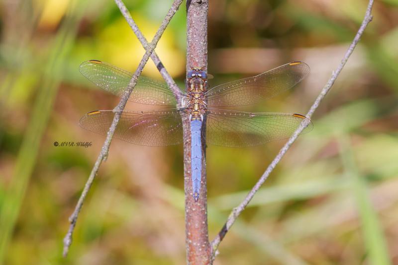 BR8A3892-Beekoeverlibel-Orthetrum-Coerulescens-Keeled-Skimmer-Kleiner-Blaupfeil-Orthetrum-bleuissant_1