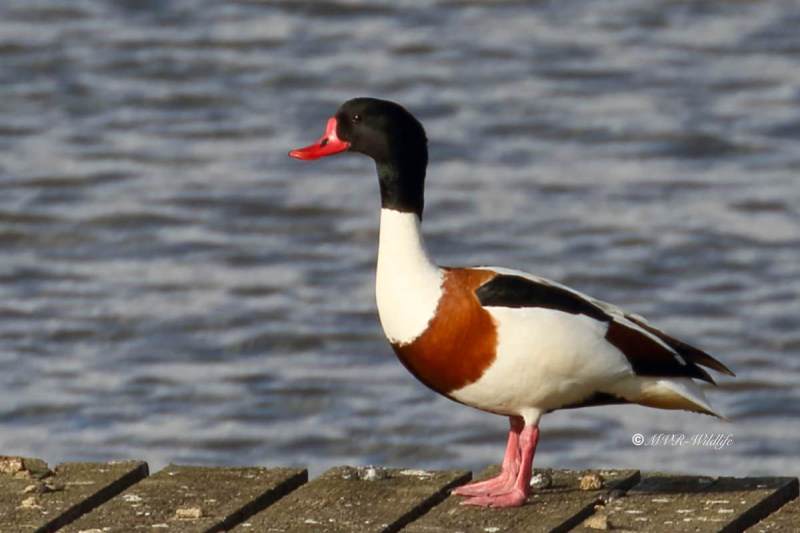77A1007-Bergeend-Common-Shelduck-Brandente-Tadorne-de-Belon-Tarro-blanco_1