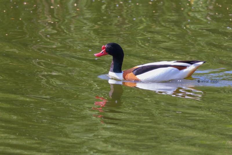 BR8A0346-Bergeend-Common-Shelduck-Brandente-Tadorne-de-Belon-Tarro-blanco_1