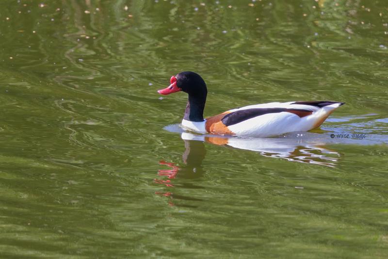 BR8A0346-Bergeend-Common-Shelduck-Brandente-Tadorne-de-Belon-Tarro-blanco_1