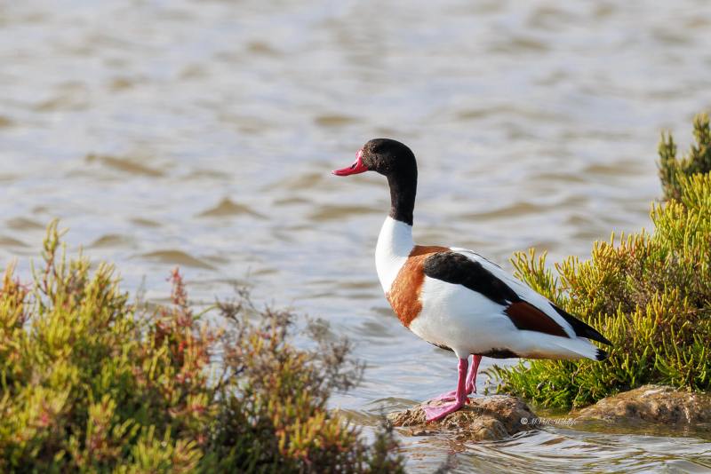 BR8A5334-Bergeend-Common-Shelduck-Brandente-Tadorne-de-Belon-Tarro-blanco_1