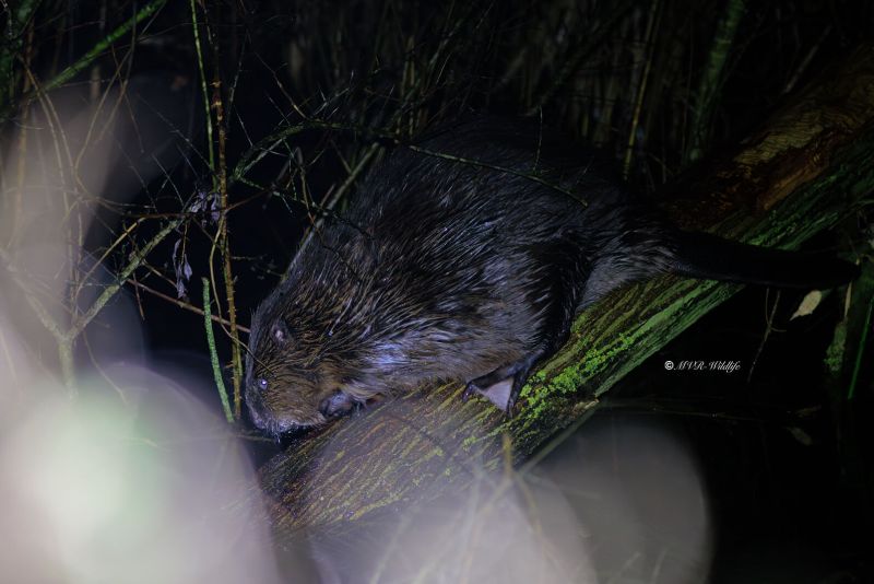 1_BR8A5888-Bever-Castor-fiber-Beaver-Biber-Castor_1
