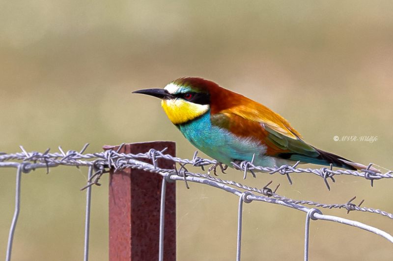 1_BR8A1511-Bijeneter-European-Bee-eater-Bienenfresser-Guepier-dEurope-Abejaruco-comun