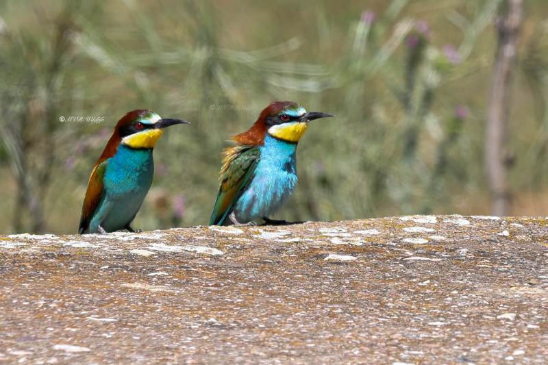 BR8A3162-Bijeneter-European-Bee-eater-Bienenfresser-Guepier-dEurope-Abejaruco-comun_1