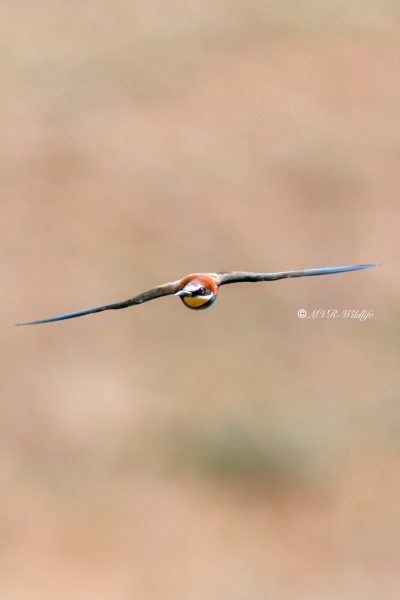 BR8A3235-Bijeneter-European-Bee-eater-Bienenfresser-Guepier-dEurope-Abejaruco-comun_1