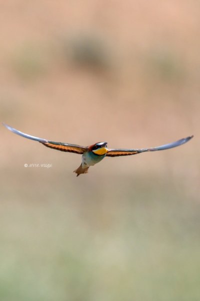 BR8A3238-Bijeneter-European-Bee-eater-Bienenfresser-Guepier-dEurope-Abejaruco-comun_1