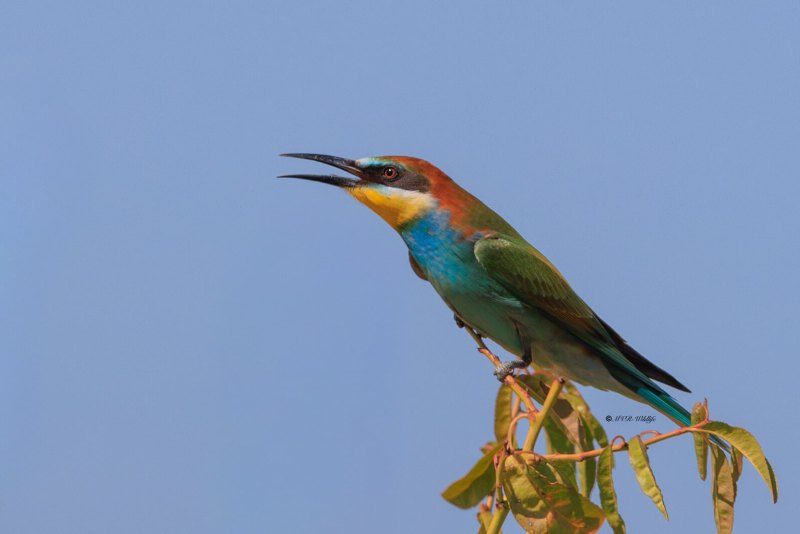 BR8A5446-Bijeneter-European-Bee-eater-Bienenfresser-Guepier-dEurope-Abejaruco-comun-_1