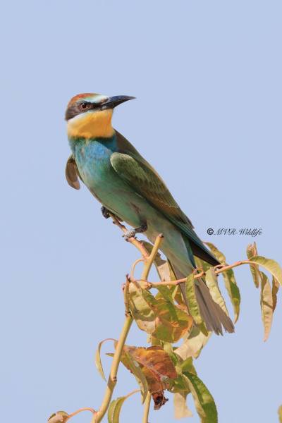 BR8A5498-Bijeneter-European-Bee-eater-Bienenfresser-Guepier-dEurope-Abejaruco-comun-_1
