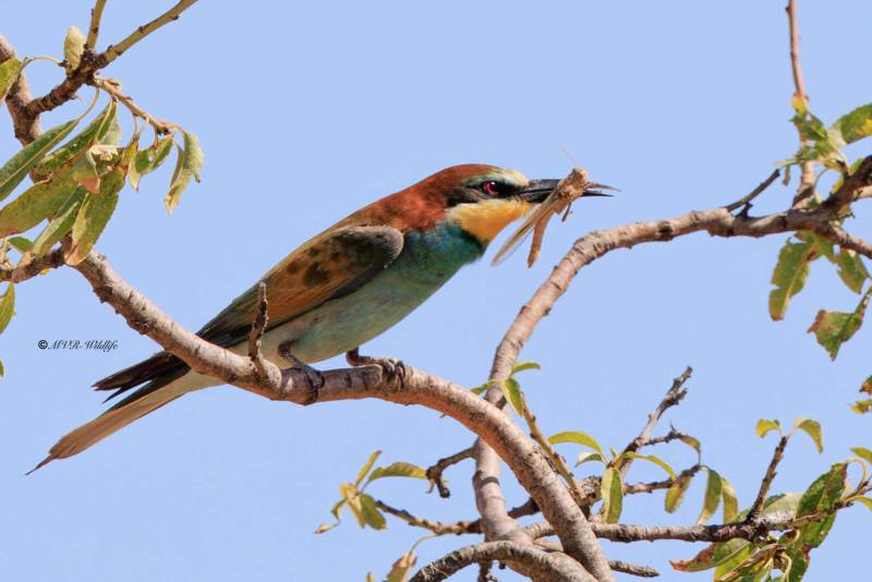 BR8A5521-Bijeneter-European-Bee-eater-Bienenfresser-Guepier-dEurope-Abejaruco-comun-_1