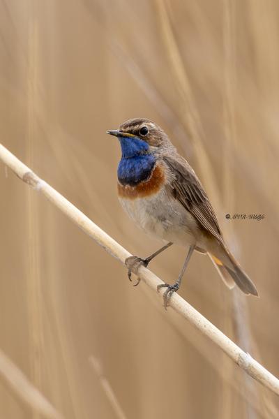0N0A4846-Blauwborst-Bluethroat-Blaukehlchen-Gorgebleue-Pechiazul_1
