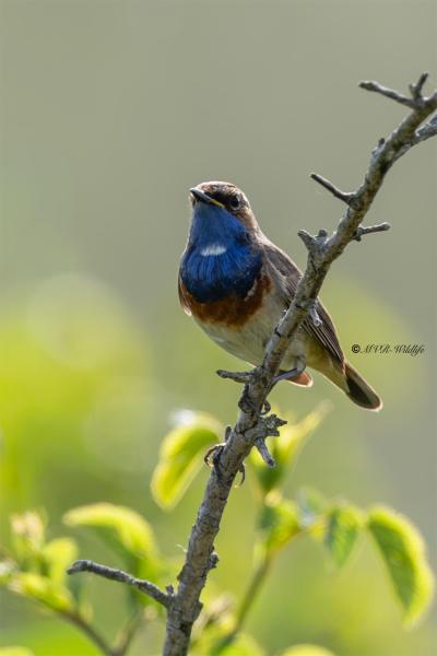 0N0A6023-Blauwborst-Bluethroat-Blaukehlchen-Gorgebleue-Pechiazul_1