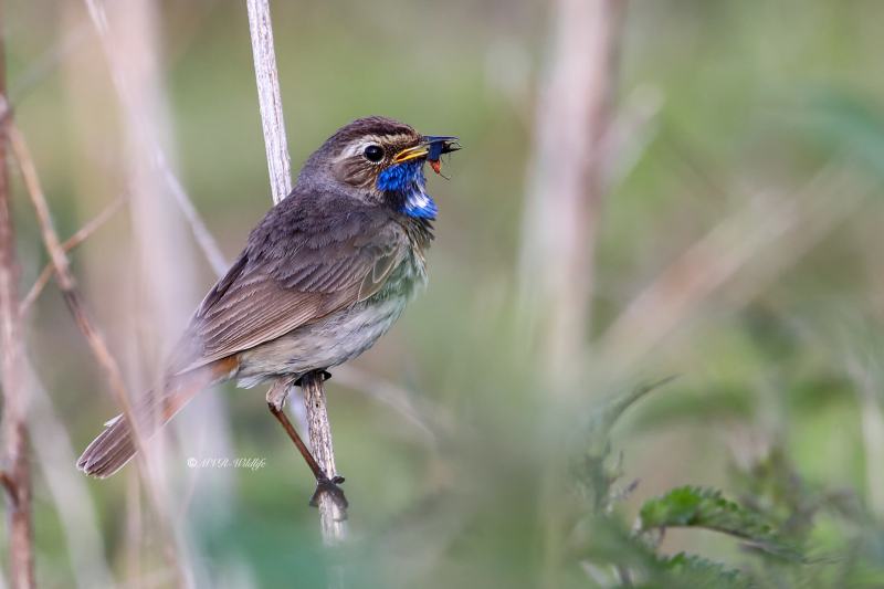 B65A4762-Blauwborst-Bluethroat-Blaukehlchen-Gorgebleue-Pechiazul_1