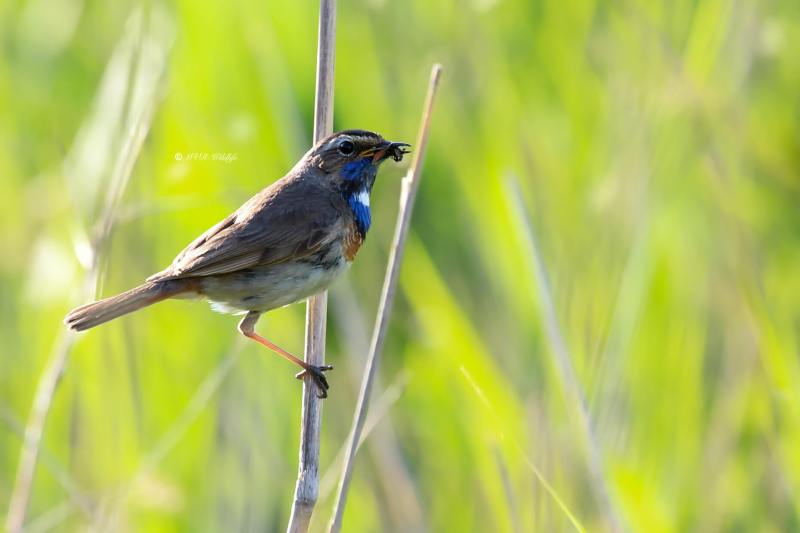 B65A4945-Blauwborst-Bluethroat-Blaukehlchen-Gorgebleue-Pechiazul_1