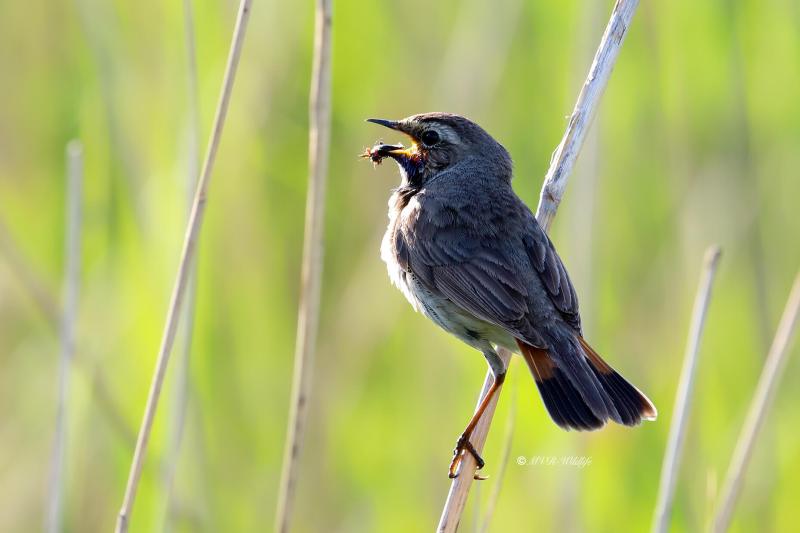 B65A4966-Blauwborst-Bluethroat-Blaukehlchen-Gorgebleue-Pechiazul_1