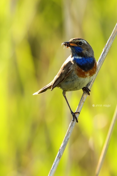 B65A4978-Blauwborst-Bluethroat-Blaukehlchen-Gorgebleue-Pechiazul