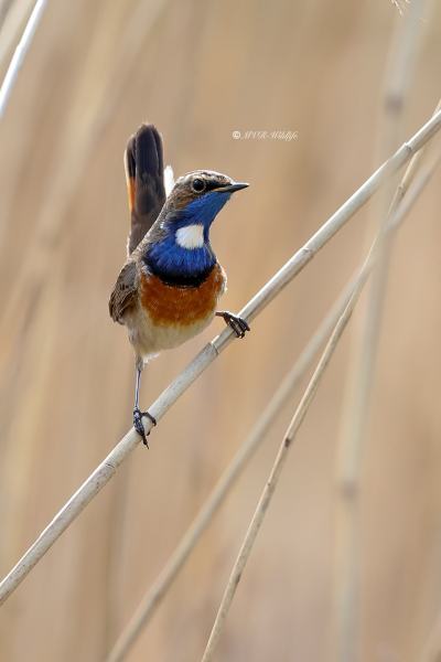 B65A9680-Blauwborst-Bluethroat-Blaukehlchen-Gorgebleue-Pechiazul_1