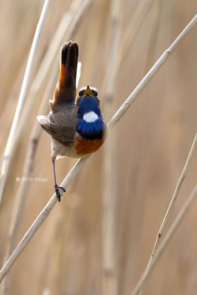 B65A9688-Blauwborst-Bluethroat-Blaukehlchen-Gorgebleue-Pechiazul_1