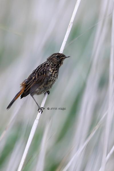 BR8A5006-Blauwborst-Bluethroat-Blaukehlchen-Gorgebleue-Pechiazul_1