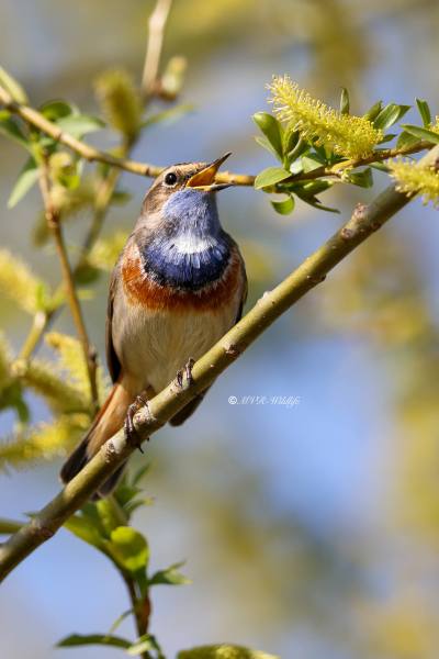 BR8A5033-Blauwborst-Bluethroat-Blaukehlchen-Gorgebleue-Pechiazul_1