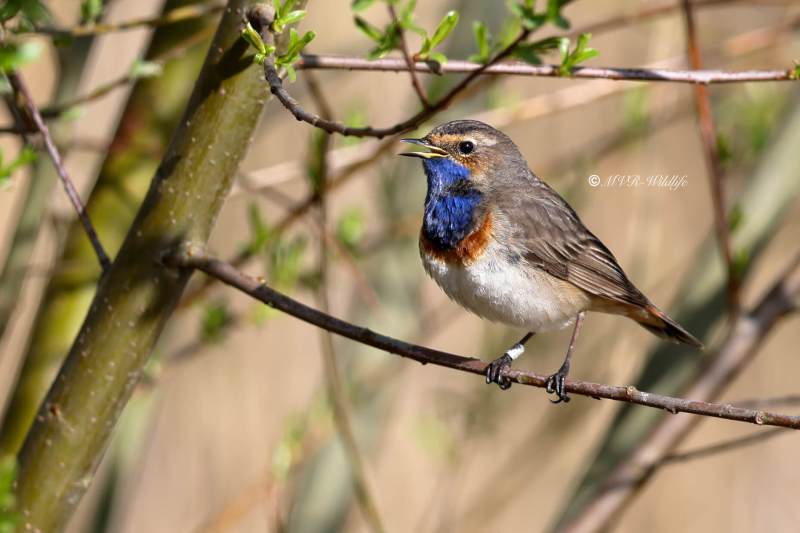 BR8A5705-Blauwborst-Bluethroat-Blaukehlchen-Gorgebleue-Pechiazul_1