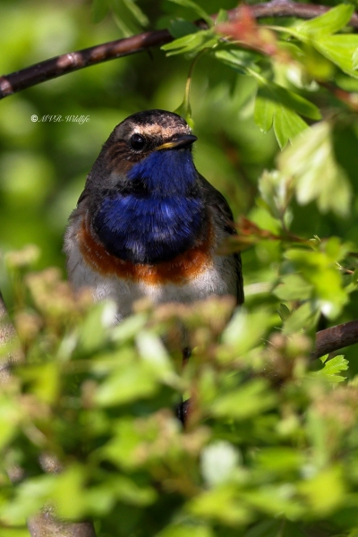 BR8A5724-Blauwborst-Bluethroat-Blaukehlchen-Gorgebleue-Pechiazul