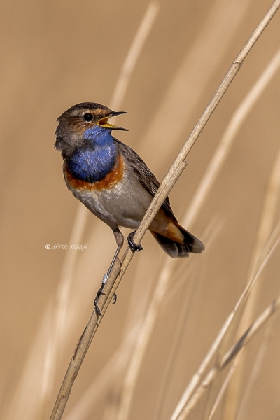 BR8A5746-Blauwborst-Bluethroat-Blaukehlchen-Gorgebleue-Pechiazul
