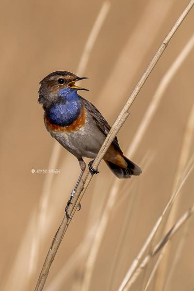 BR8A5746-Blauwborst-Bluethroat-Blaukehlchen-Gorgebleue-Pechiazul_1