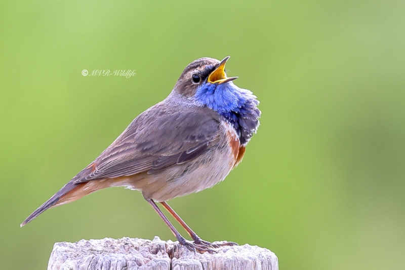 BR8A5795-Blauwborst-Bluethroat-Blaukehlchen-Gorgebleue-Pechiazul