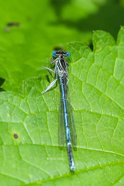 B65A3671-Blauwe-breedscheenjuffer-Platycnemis-Pennipes-Blue-Featherleg-Gemeine-Federlibelle-Agrion-a-larges-pattes_1
