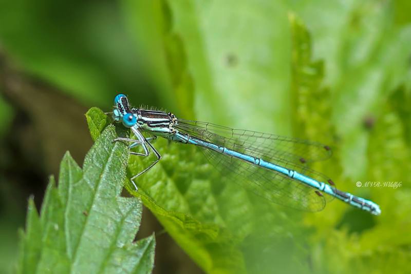 B65A3674-Blauwe-breedscheenjuffer-Platycnemis-Pennipes-Blue-Featherleg-Gemeine-Federlibelle-Agrion-a-larges-pattes_1