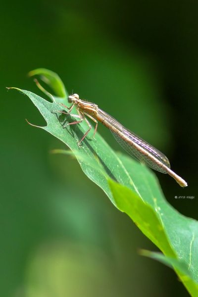 B65A4209-Blauwe-breedscheenjuffer-Platycnemis-Pennipes-Blue-Featherleg-Gemeine-Federlibelle-Agrion-a-larges-pattes_1