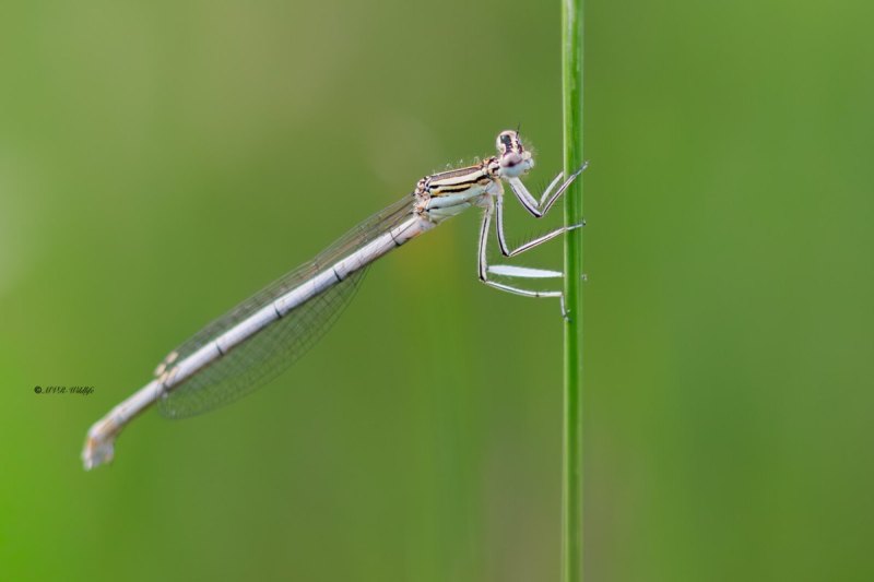 B65A4512-Blauwe-breedscheenjuffer-Platycnemis-Pennipes-Blue-Featherleg-Gemeine-Federlibelle-Agrion-a-larges-pattes_1