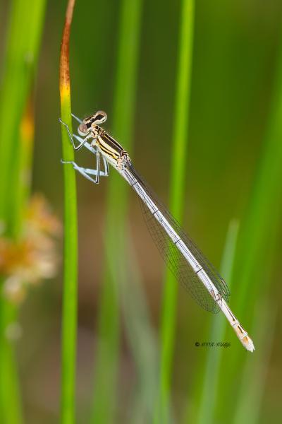 B65A4547-Blauwe-breedscheenjuffer-Platycnemis-Pennipes-Blue-Featherleg-Gemeine-Federlibelle-Agrion-a-larges-pattes_1