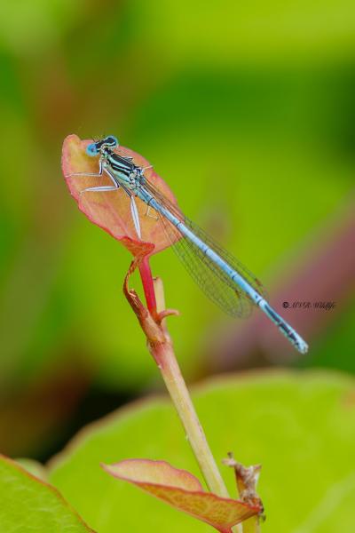 B65A5396-Blauwe-breedscheenjuffer-Platycnemis-Pennipes-Blue-Featherleg-Gemeine-Federlibelle-Agrion-a-larges-pattes_1