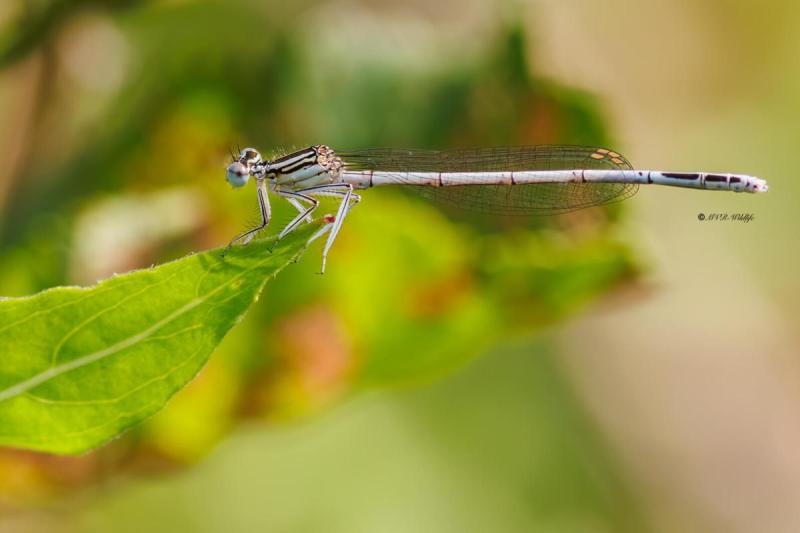 BR8A3039-Blauwe-breedscheenjuffer-Platycnemis-Pennipes-Blue-Featherleg-Gemeine-Federlibelle-Agrion-a-larges-pattes_1