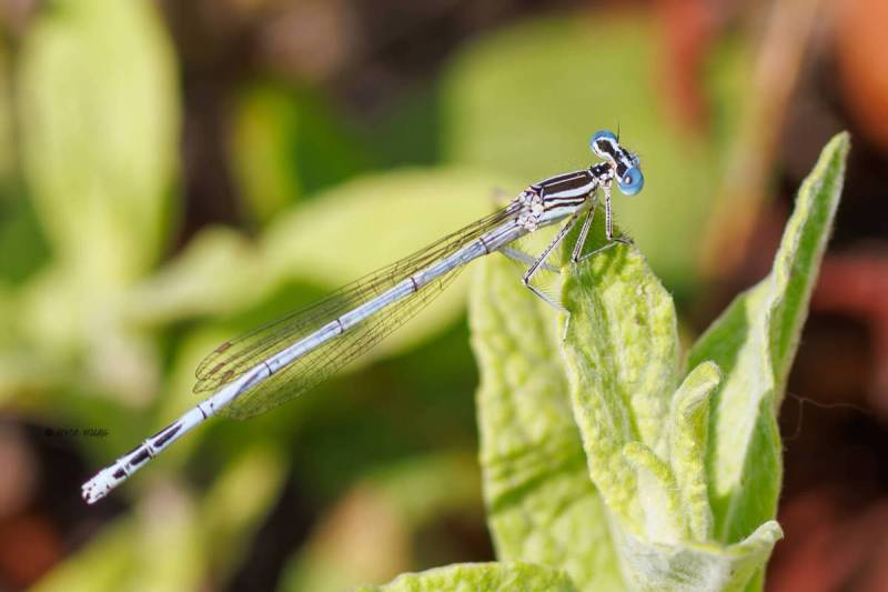 BR8A3053-Blauwe-breedscheenjuffer-Platycnemis-Pennipes-Blue-Featherleg-Gemeine-Federlibelle-Agrion-a-larges-pattes_1