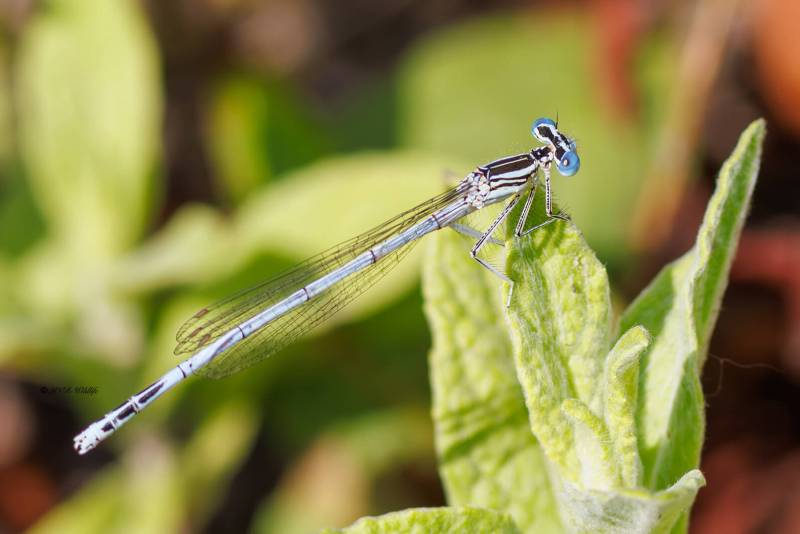 BR8A3053-Blauwe-breedscheenjuffer-Platycnemis-Pennipes-Blue-Featherleg-Gemeine-Federlibelle-Agrion-a-larges-pattes_1
