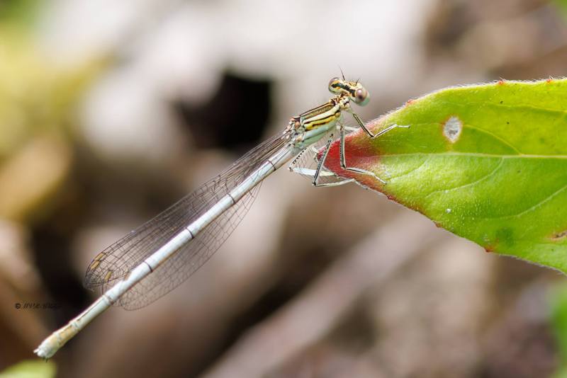 BR8A3086-Blauwe-breedscheenjuffer-Platycnemis-Pennipes-Blue-Featherleg-Gemeine-Federlibelle-Agrion-a-larges-pattes_1