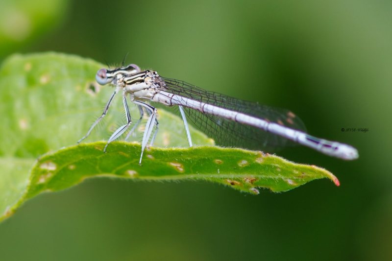 BR8A3090-Blauwe-breedscheenjuffer-Platycnemis-Pennipes-Blue-Featherleg-Gemeine-Federlibelle-Agrion-a-larges-pattes_1