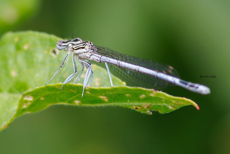 BR8A3090-Blauwe-breedscheenjuffer-Platycnemis-Pennipes-Blue-Featherleg-Gemeine-Federlibelle-Agrion-a-larges-pattes_1