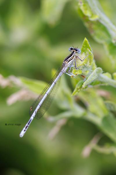 BR8A3107-Blauwe-breedscheenjuffer-Platycnemis-Pennipes-Blue-Featherleg-Gemeine-Federlibelle-Agrion-a-larges-pattes_1