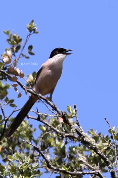 BR8A3443-Blauwe-Ekster-Iberian-Magpie-Blauelster-Pie-bleue-iberique-Rabilargo-iberico_1
