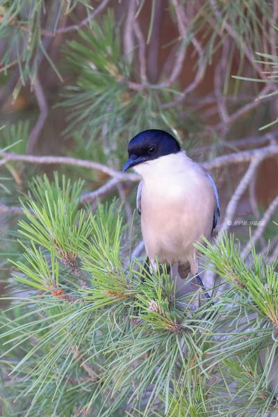 BR8A4638-Blauwe-Ekster-Cyanopica-cooki-Iberian-Magpie-Blauelster-Pie-bleue-iberique-Rabilargo-iberico_1