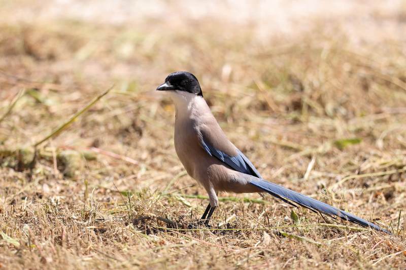 BR8A4664-Blauwe-Ekster-Cyanopica-cooki-Iberian-Magpie-Blauelster-Pie-bleue-iberique-Rabilargo-iberico_1