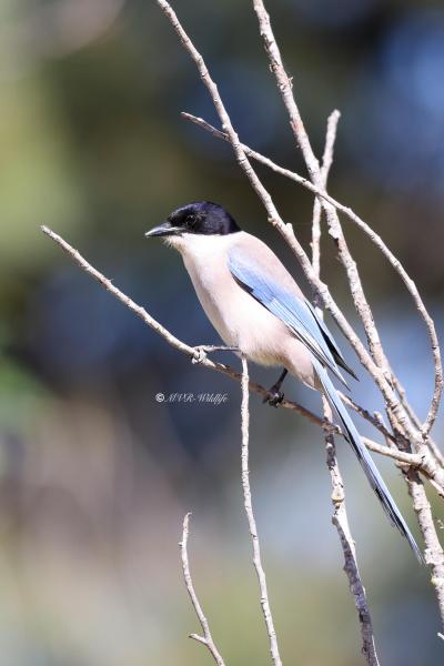 BR8A4689-Blauwe-Ekster-Cyanopica-cooki-Iberian-Magpie-Blauelster-Pie-bleue-iberique-Rabilargo-iberico_1