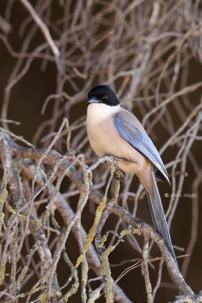 BR8A4692-Blauwe-Ekster-Cyanopica-cooki-Iberian-Magpie-Blauelster-Pie-bleue-iberique-Rabilargo-iberico_1