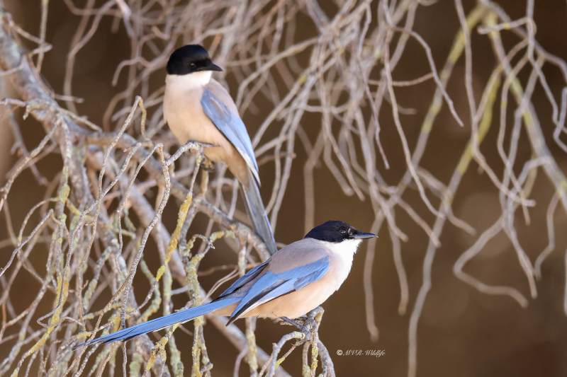 BR8A4698-Blauwe-Ekster-Cyanopica-cooki-Iberian-Magpie-Blauelster-Pie-bleue-iberique-Rabilargo-iberico_1