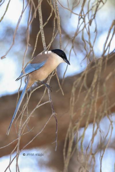 BR8A4725-Blauwe-Ekster-Cyanopica-cooki-Iberian-Magpie-Blauelster-Pie-bleue-iberique-Rabilargo-iberico_1