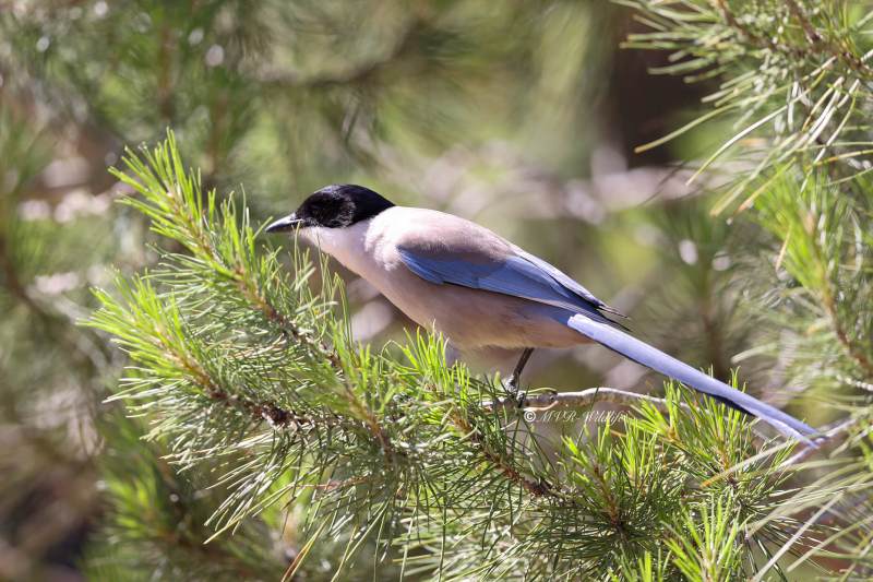 BR8A4731-Blauwe-Ekster-Cyanopica-cooki-Iberian-Magpie-Blauelster-Pie-bleue-iberique-Rabilargo-iberico_1